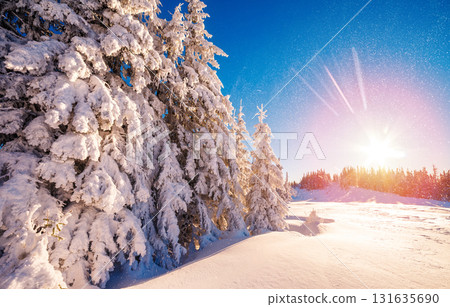 winter landscape glowing by sunlight 131635690