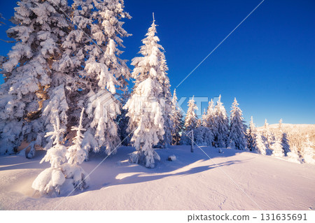 winter landscape glowing by sunlight 131635691