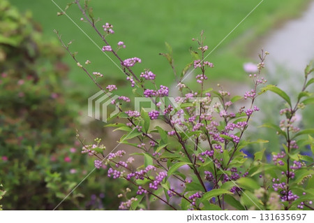 Purple barberry fruits growing in a park in autumn Purple barberry fruits growing in a park in autumn 131635697