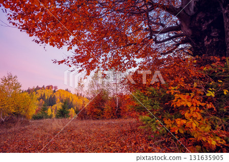 beautiful autumn trees 131635905
