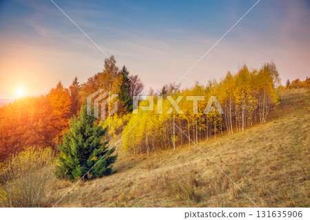 The colorful forest The colorful forest 131635906