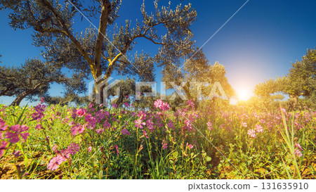 beautiful blooming garden beautiful blooming garden 131635910