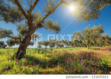 beautiful blooming garden 131635911