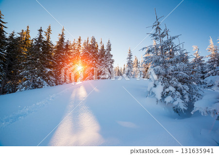 winter landscape glowing by sunlight winter landscape glowing by sunlight 131635941