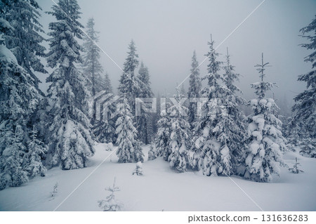 beautiful wintry landscape 131636283