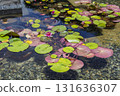 荷葉漂浮在水中 荷葉漂浮在水中 131636307