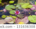 荷葉漂浮在水中 荷葉漂浮在水中 131636308