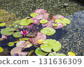 荷葉漂浮在水中 荷葉漂浮在水中 131636309