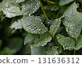 Hagi leaves with water droplets 131636312