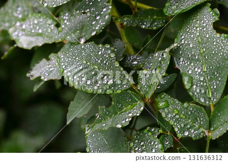 Hagi leaves with water droplets 131636312