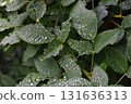 Hagi leaves with water droplets 131636313