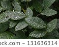 Hagi leaves with water droplets 131636314