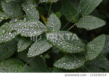 Hagi leaves with water droplets 131636314