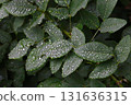 Hagi leaves with water droplets 131636315