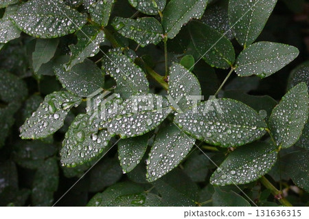 萩葉上掛滿水滴 131636315