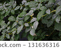 Hagi leaves with water droplets 131636316