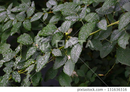 Hagi leaves with water droplets 131636316