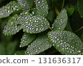 Hagi leaves with water droplets 131636317
