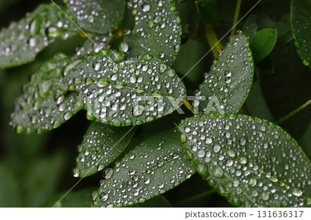 萩葉上掛滿水滴 萩葉上掛滿水滴 131636317
