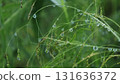 Grass family, Ananukasuki grass, and morning dewdrops Grass family, Ananukasuki grass, and morning dewdrops 131636372
