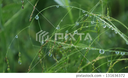 Grass family, Ananukasuki grass, and morning dewdrops Grass family, Ananukasuki grass, and morning dewdrops 131636372