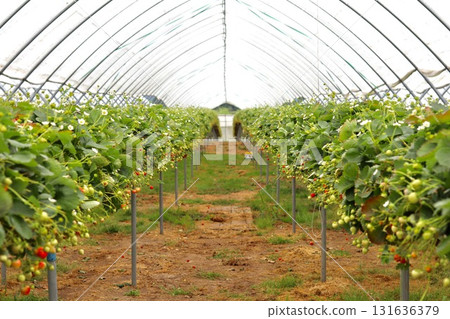 A central path leading through rows of strawberry plants with ripening fruit and white flowers inside a large polytunnel greenhouse, emphasizing agricultural scale. A central path leading through rows of strawberry plants with ripening fruit and white flowers inside a large polytunnel greenhouse, emphasizing agricultural scale. 131636379