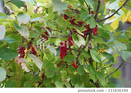 Bright red fruit of autumn: Korean Schisandra Bright red fruit of autumn: Korean Schisandra 131636399