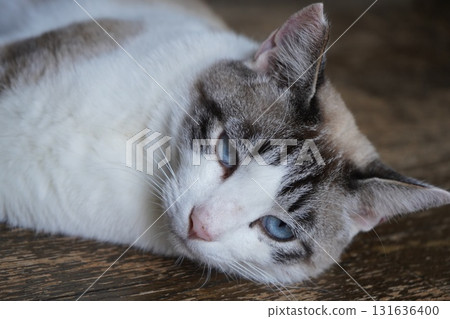Blue-eyed Sakura Cat Blue-eyed Sakura Cat 131636400