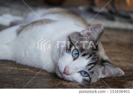 Blue-eyed Sakura Cat Blue-eyed Sakura Cat 131636401