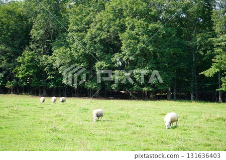 羊群安靜地吃草 131636403