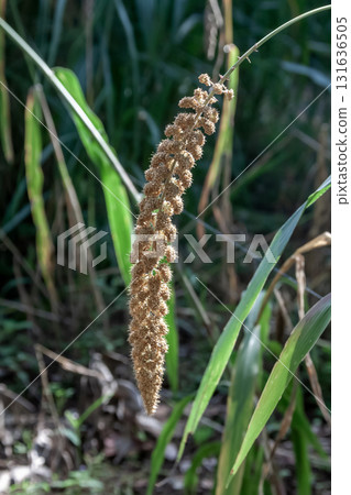 Foxtail millet (Foxtail family, Setaria genus), one of the five cereal grains, a perennial plant 131636505