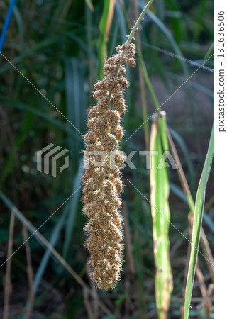 穀子（狗尾草科，狗尾草屬），五穀之一，多年生植物 131636506