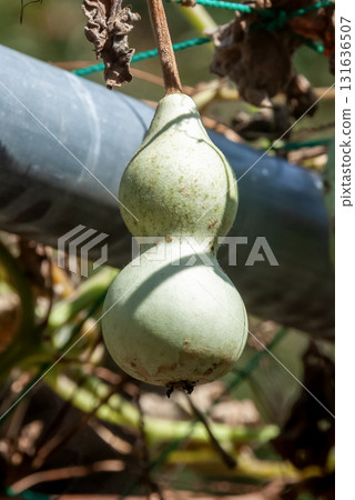 The stem and fruit of a gourd, known as a natural vessel for carrying water. 131636507