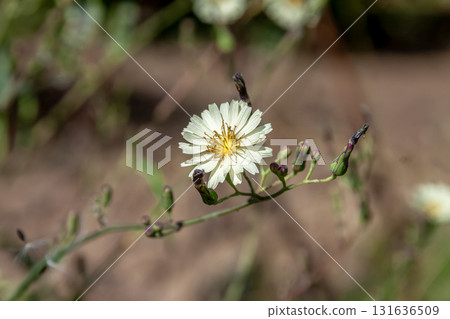 萵苣,菊科植物,其嫩芽可用於製作沙拉 萵苣,菊科植物,其嫩芽可用於製作沙拉 131636509