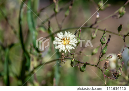 Lactuca sativa, a member of the Asteraceae family whose young shoots can be used in salads 131636510