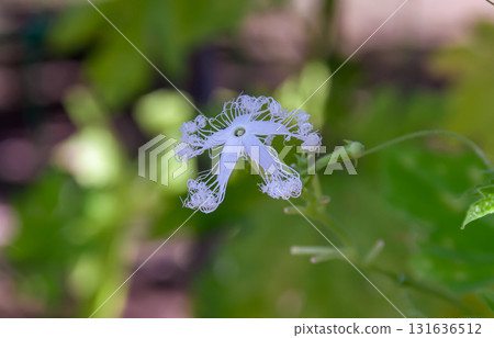 蛇瓜花(葫蘆科,胡蘆巴屬)可能有助於驅趕猴子 蛇瓜花(葫蘆科,胡蘆巴屬)可能有助於驅趕猴子 131636512