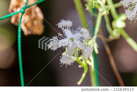蛇瓜花（葫蘆科，胡蘆巴屬）可能有助於驅趕猴子 131636513