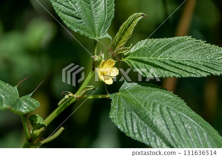 錦葵科(錦葵科)的黃色花朵 錦葵科(錦葵科)的黃色花朵 131636514