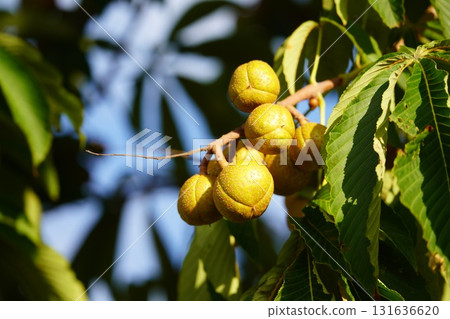 Fruitful Horse Chestnut Trees 131636620