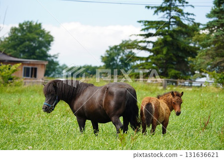 A mother and baby pony grazing in a pasture 131636621