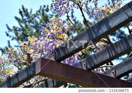 Wisteria purple flowers Wisteria purple flowers 131636675