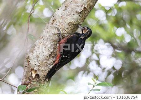 A female Great Spotted Woodpecker pecking at a trunk A female Great Spotted Woodpecker pecking at a trunk 131636754