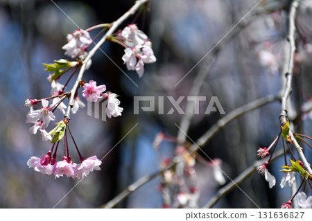 哭泣的櫻花粉紅色的花 131636827