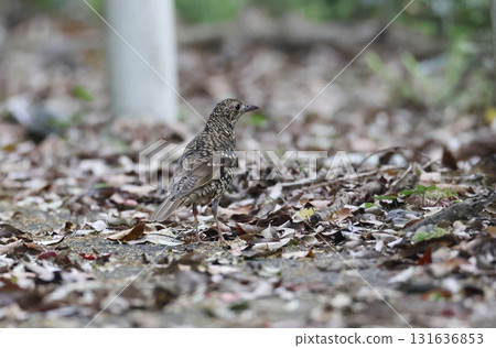 A Southern Blackbird searching for food on the ground A Southern Blackbird searching for food on the ground 131636853