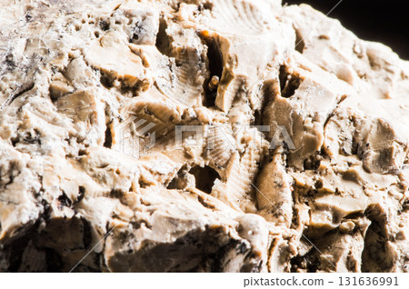 The stone texture with interspersed shells looks natural and interesting The stone texture with interspersed shells looks natural and interesting 131636991