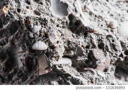 The stone texture with interspersed shells looks natural and interesting The stone texture with interspersed shells looks natural and interesting 131636993