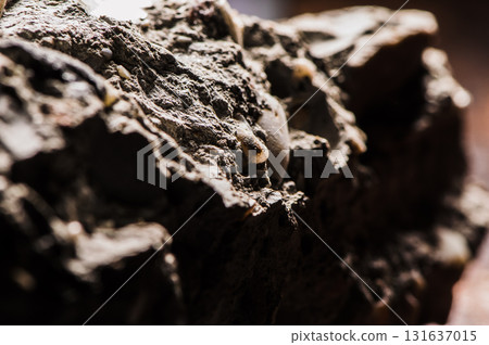 The stone texture contains small fragments of shells The stone texture contains small fragments of shells 131637015