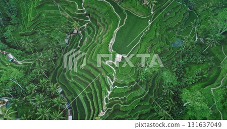 Stunning aerial view of Tegalalang Rice Terraces creating beautiful patterns in Ubud, Bali, Indonesia, showcasing the lush greenery and intricate irrigation system of a UNESCO World Heritage Site Stunning aerial view of Tegalalang Rice Terraces creating beautiful patterns in Ubud, Bali, Indonesia, showcasing the lush greenery and intricate irrigation system of a UNESCO World Heritage Site 131637049