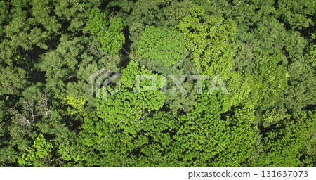 Dense, lush forest canopy, showcasing nature beauty, perfect for environmental and travel projects background. Drone flight capturing a breathtaking aerial view of green leaves moving on wind Dense, lush forest canopy, showcasing nature beauty, perfect for environmental and travel projects background. Drone flight capturing a breathtaking aerial view of green leaves moving on wind 131637073