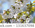 White cherry blossom 131637098